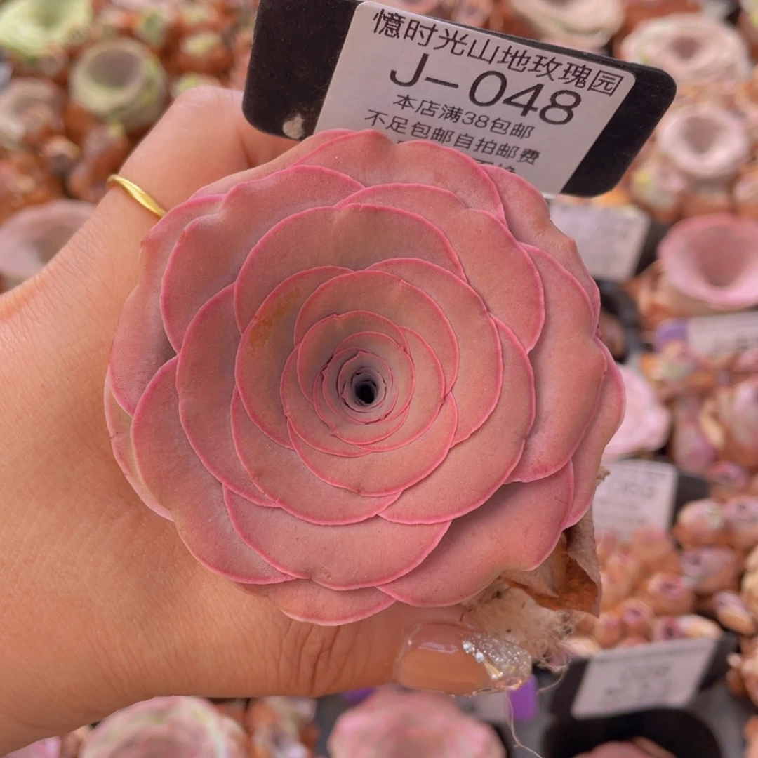 山地玫瑰J048裸根发货断枝不包损不售后