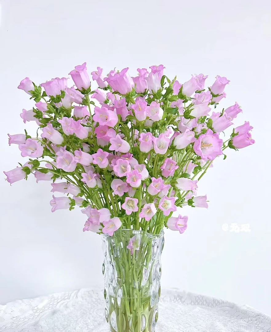 （定制精选）粉色风铃花---我在等风 也在等你