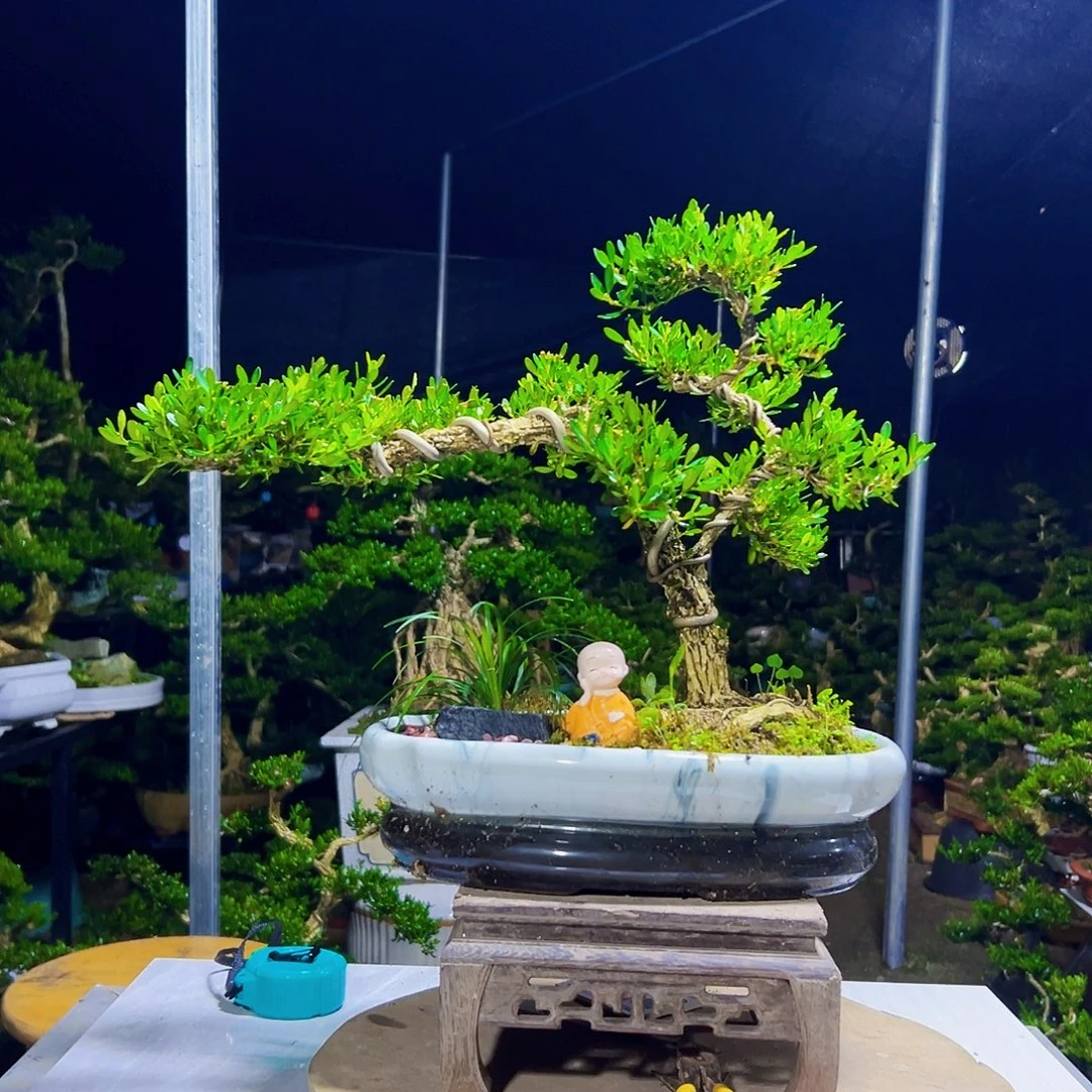 无花朵黄杨木