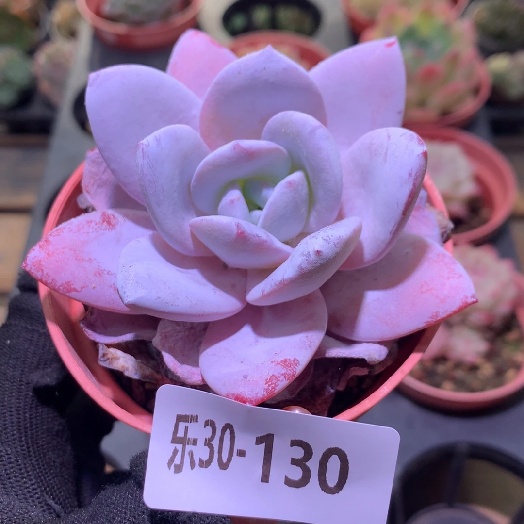 乐然30-130 粉雪莲