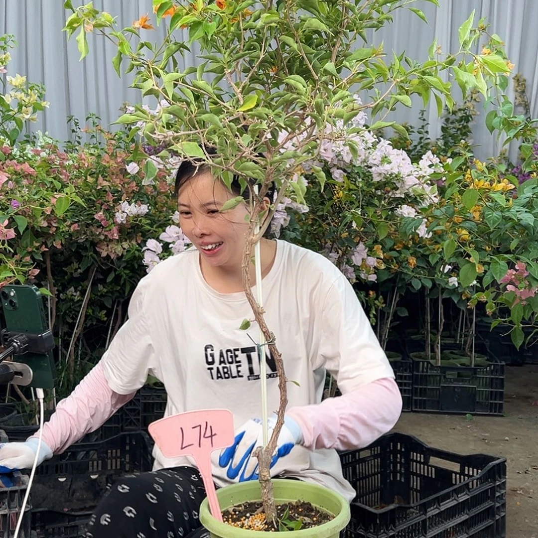 春***．大部分花苞少量开放L74橙桑巴