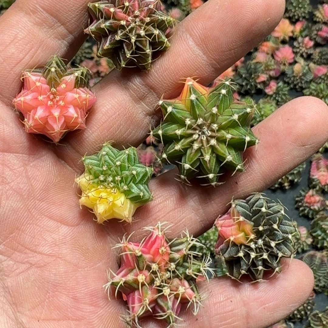 米哈实生自然锦泰国进口67