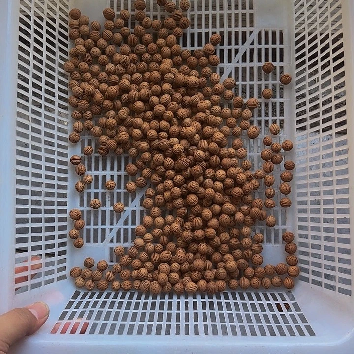 细***仔野生桃核500颗一份