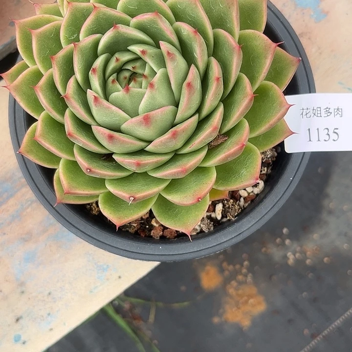 T***.1135一颗588888888