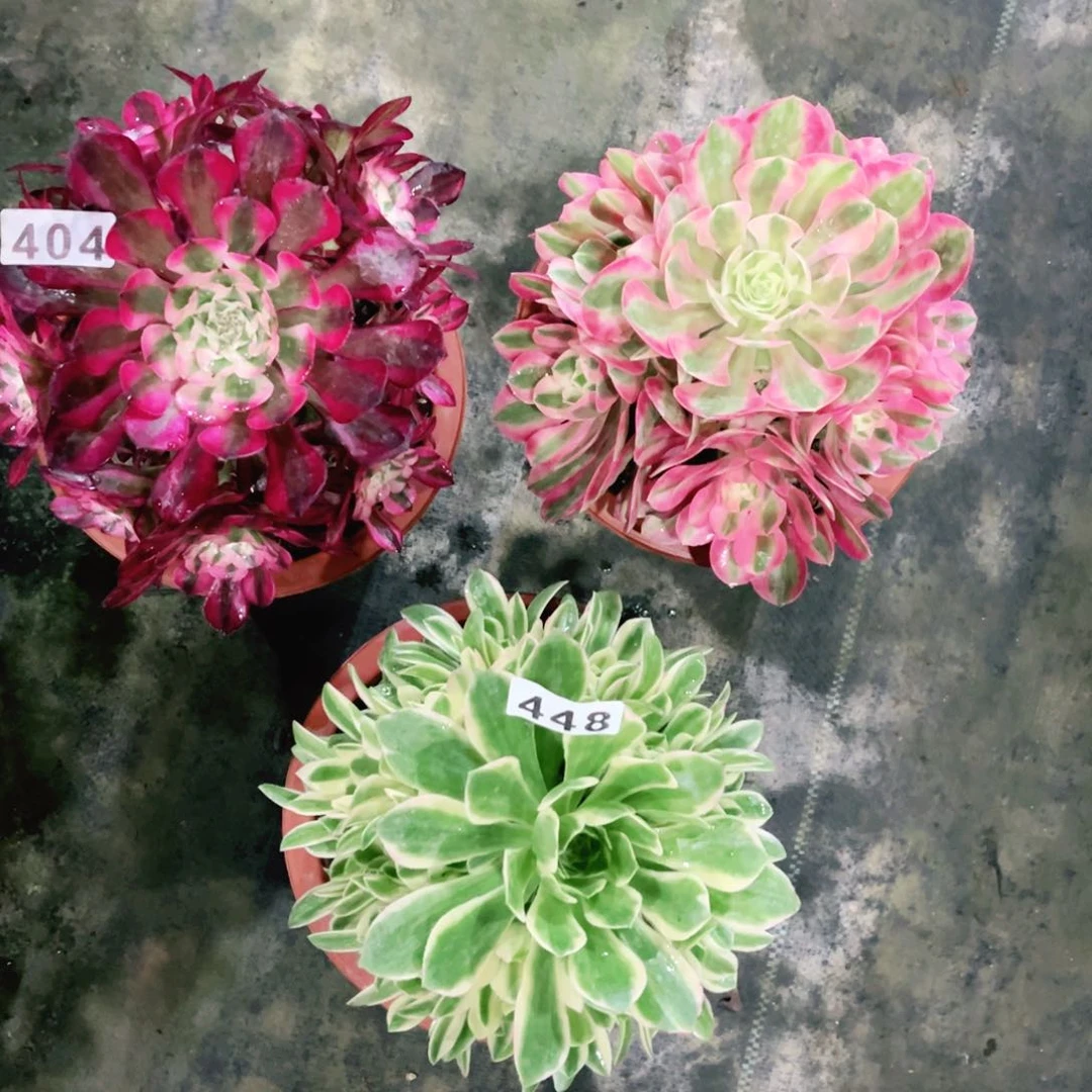 【闪购商品】套餐404多肉