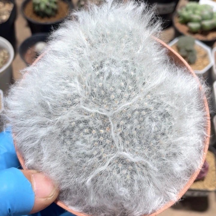 138实生大盆白云高沙