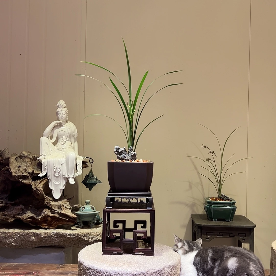 大部分花苞少量开放寒兰-寒素