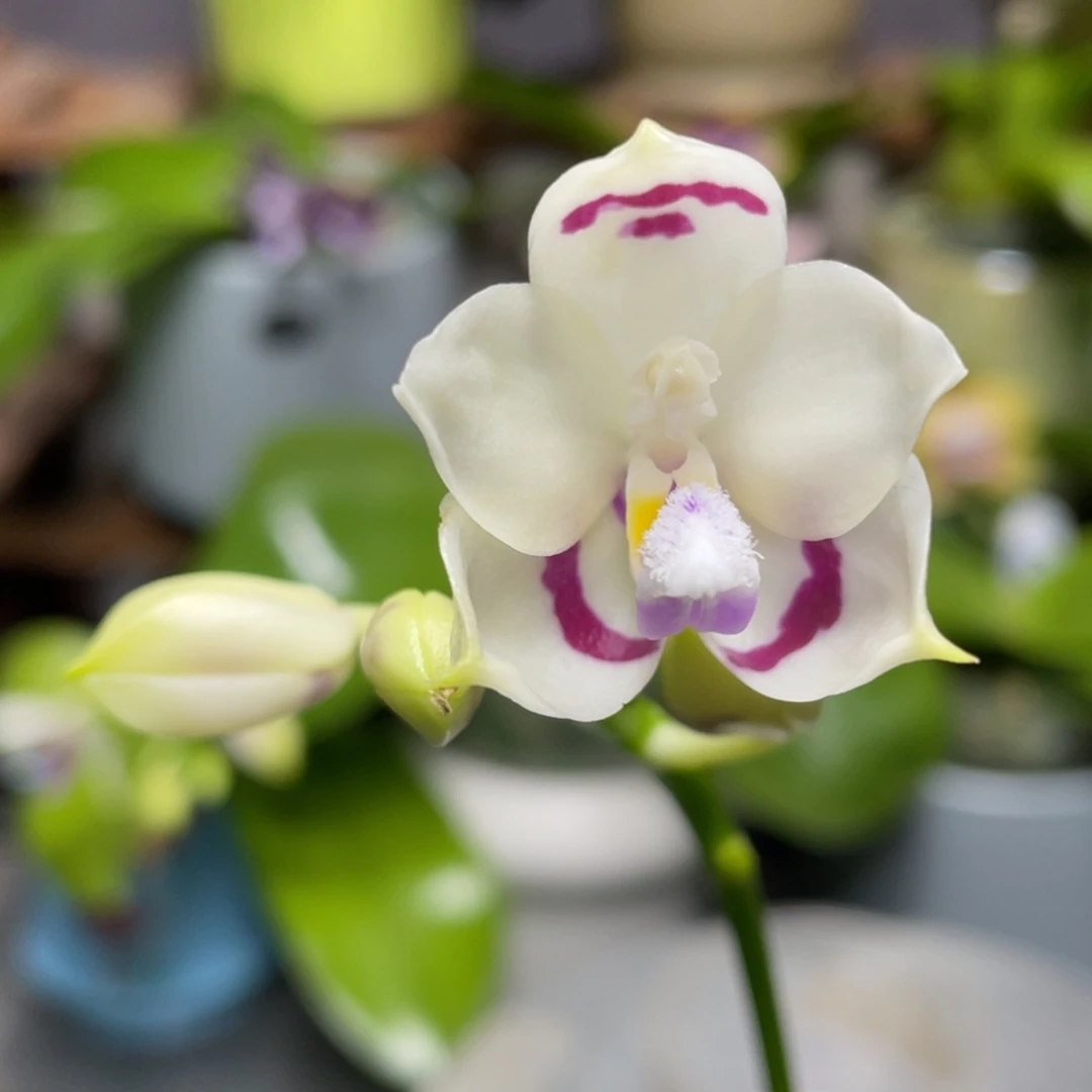 完全开放漏111111111