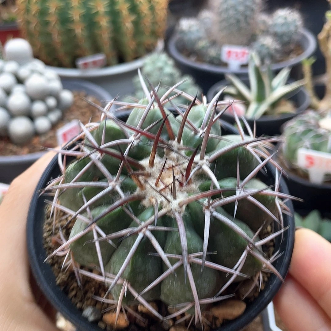 实生印加皇冠圆盘玉仙人球