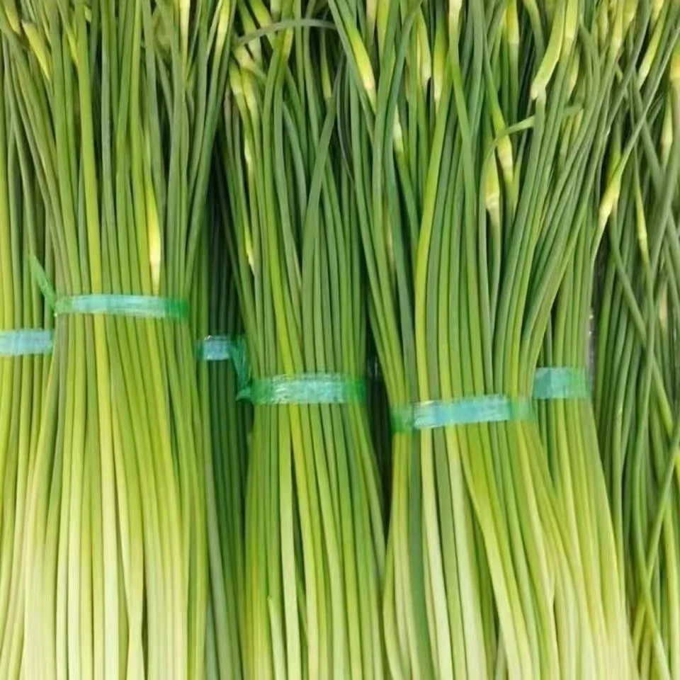 邳州本地新鲜白帽蒜苔（苔蒜）