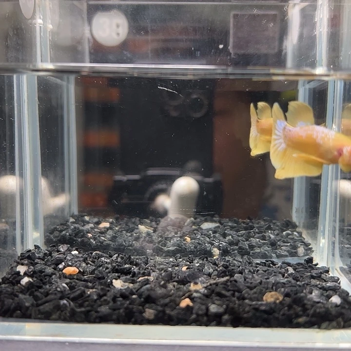 斗鱼竞拍跑单拉黑10日35