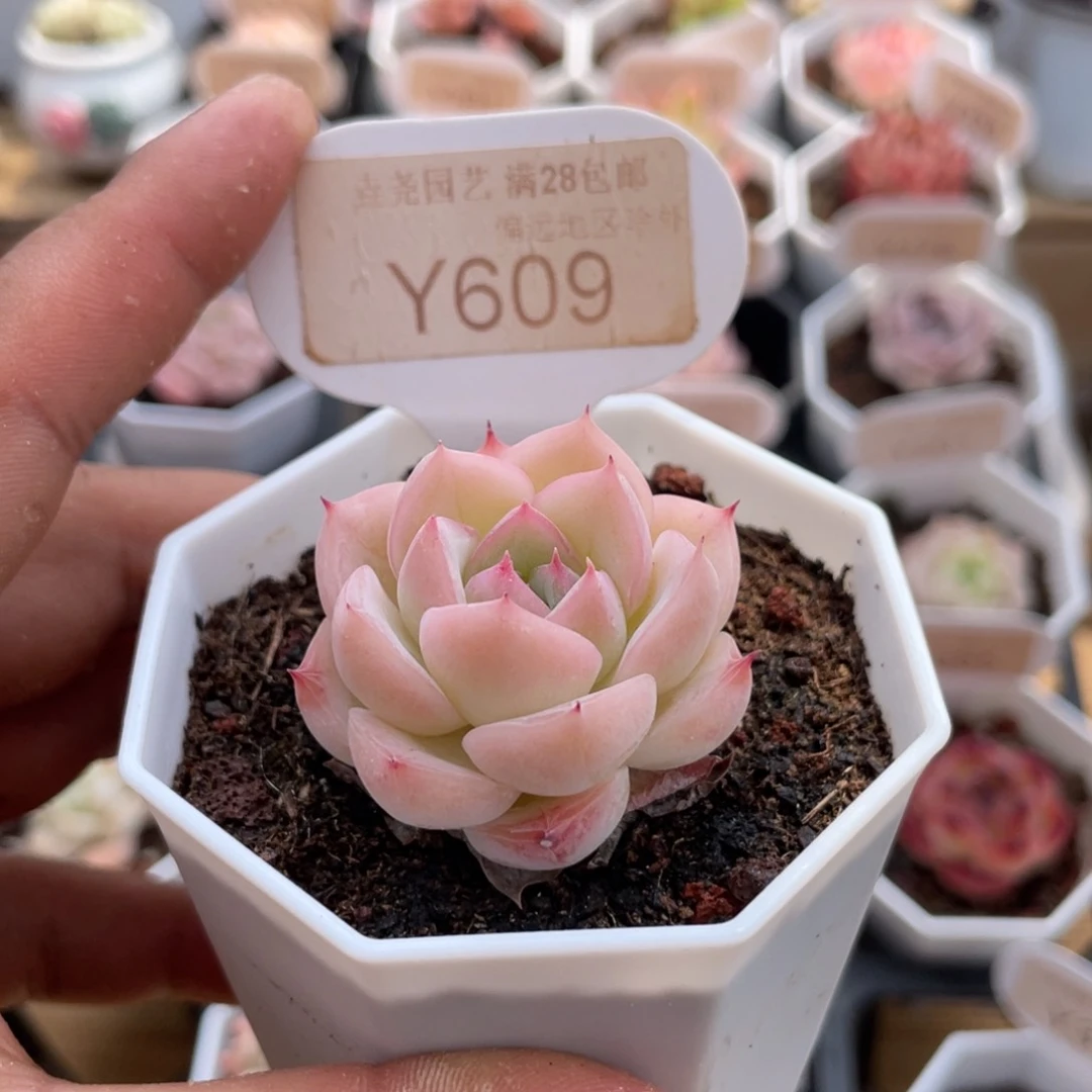 0609女王麦4.0厘米