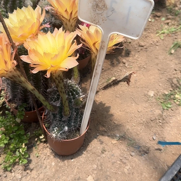 花**界133号彩草