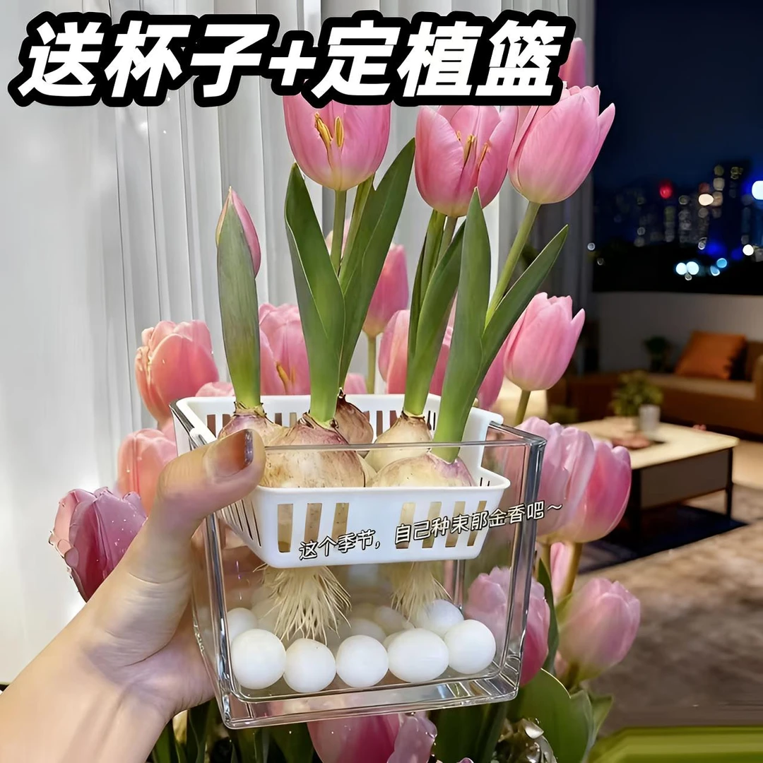 郁金香大种球多色可选水培土培适合室内外阳台庭院