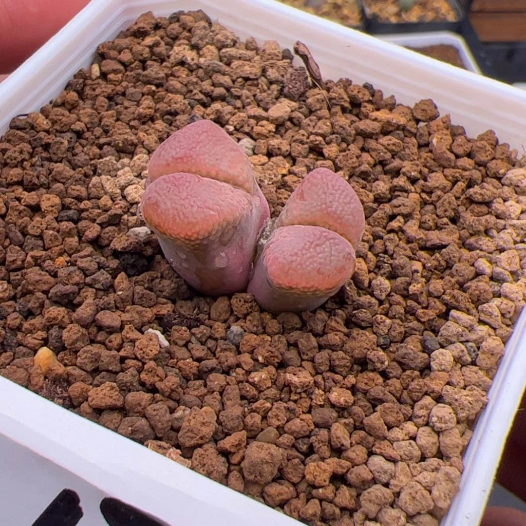 6.17日红福利多肉植物5