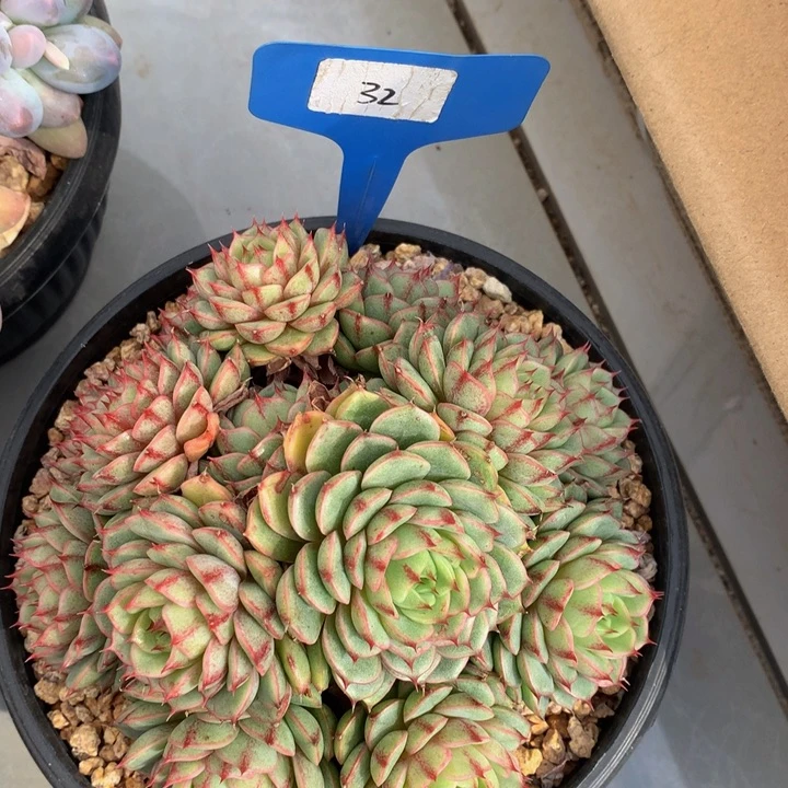 多日子和欧72737372728