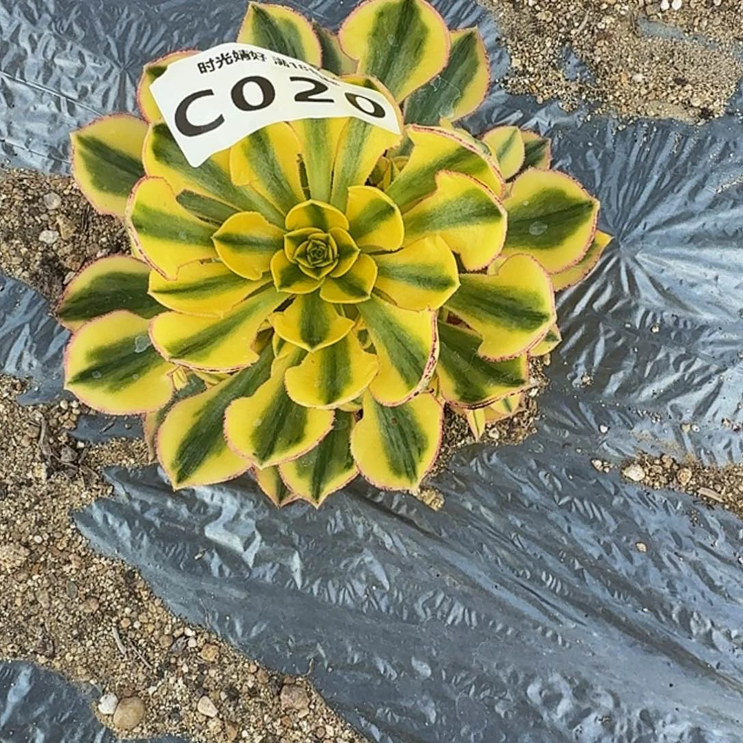 东***馆020太阳神到秋。多肉植物