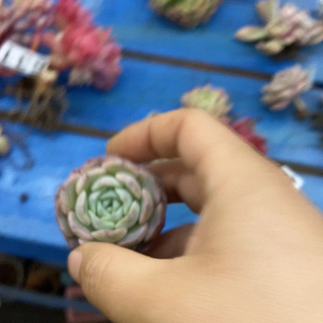 ଲ***R729纯爱多肉植物哇啦塞多肉植物