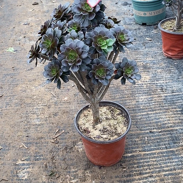 5，小灰豆多肉145789900000