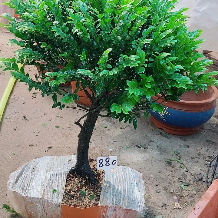 当前无花栽培后可以开花