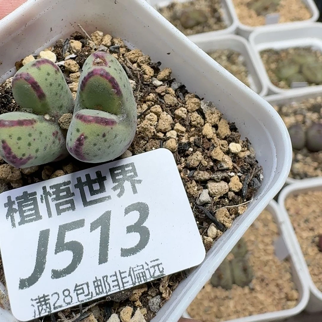 的植物的人生fhhj