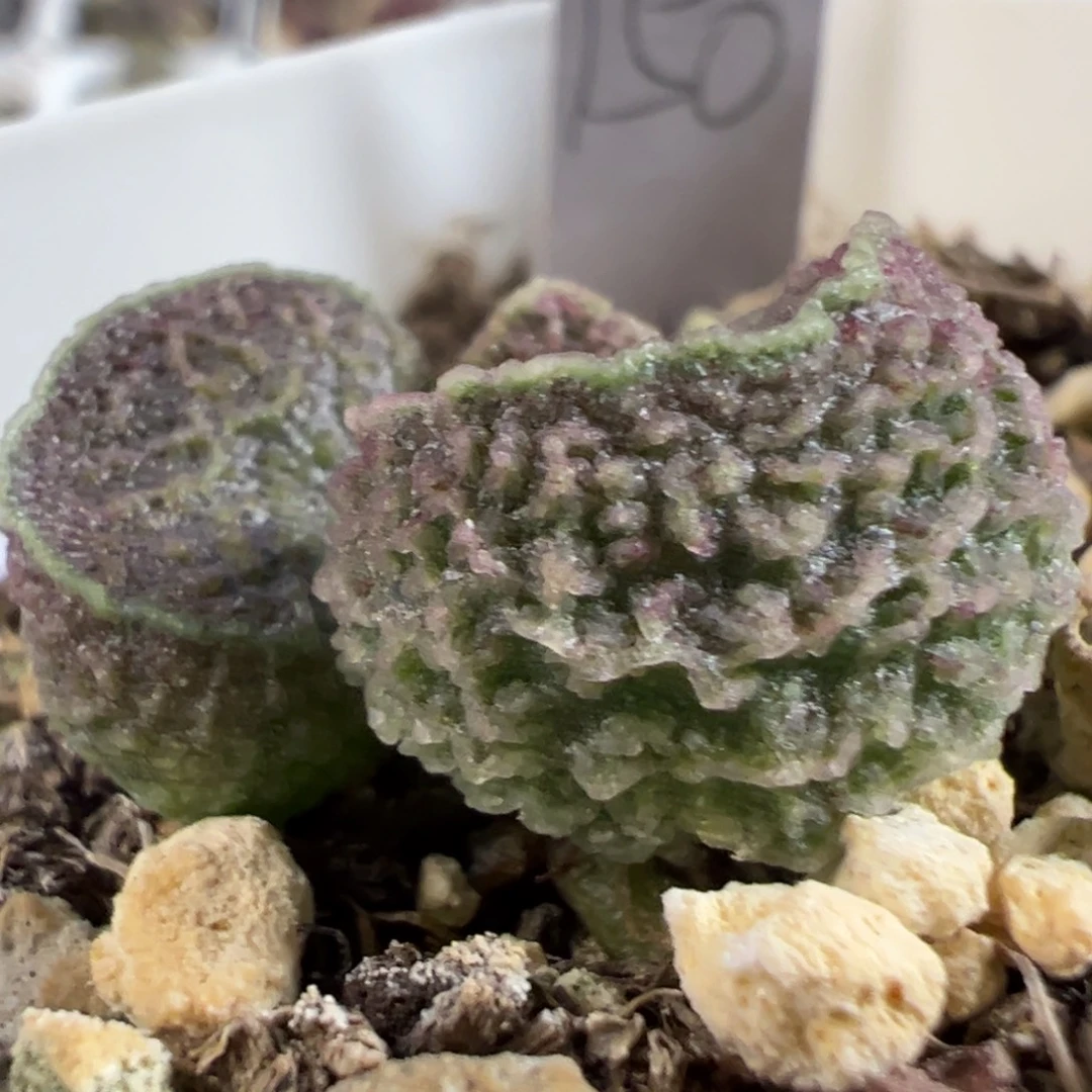 绿色系冰晶纹路款实生新品