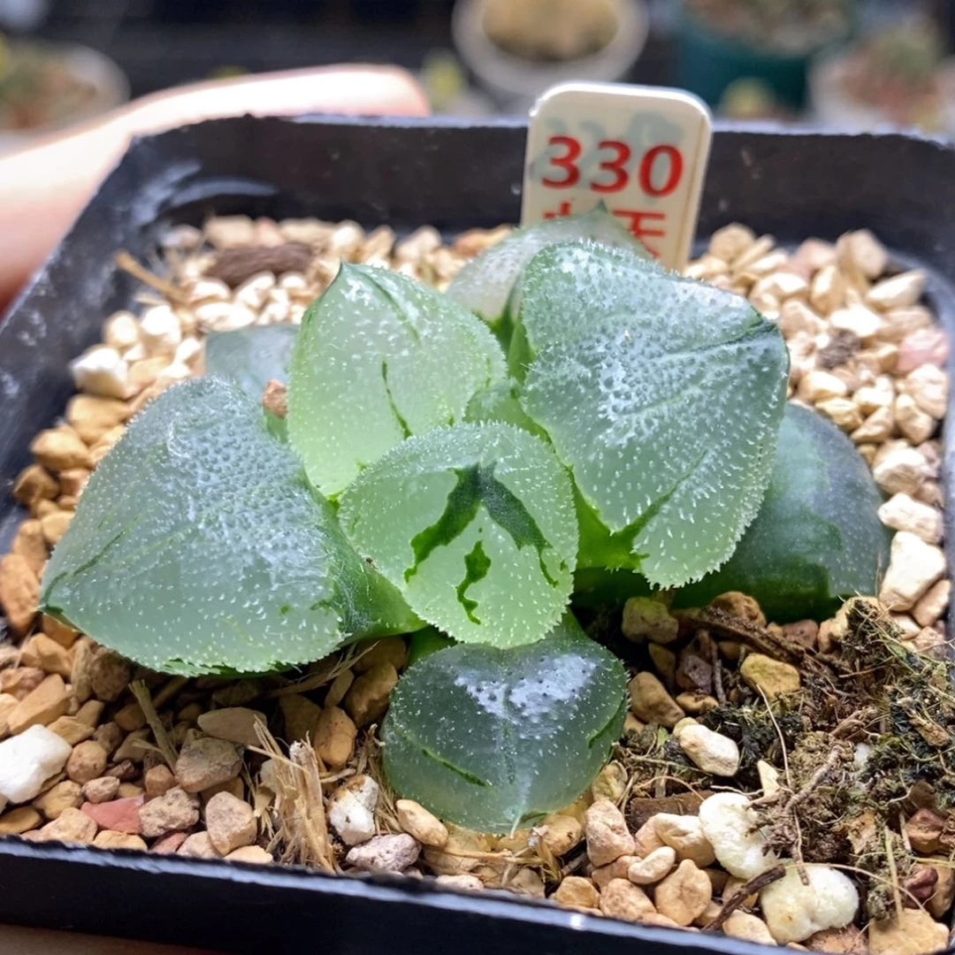 330号全窗冰玉鸾带盆发货