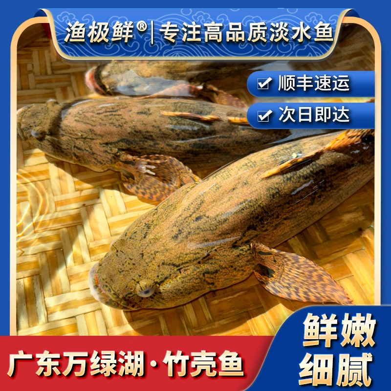 【渔极鲜】万绿湖小竹壳鱼-笋壳鱼塘鳢呆子鱼新鲜活发顺丰包邮