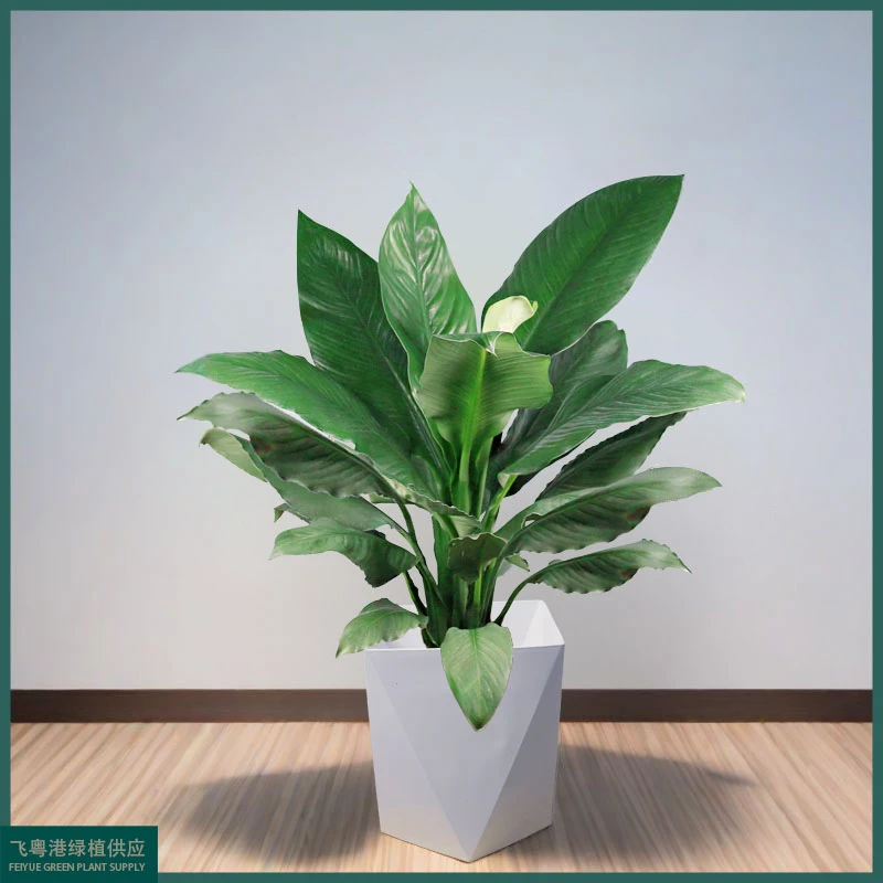 绿翡翠净化空气叶子常青绿植室内好养不带花发货高度60cm-70cm