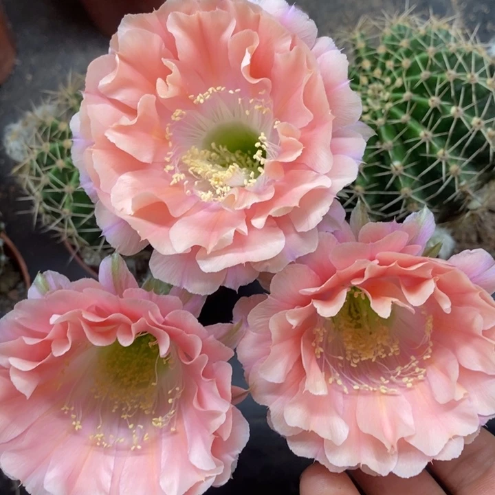 彩草自根90号随机发货一个