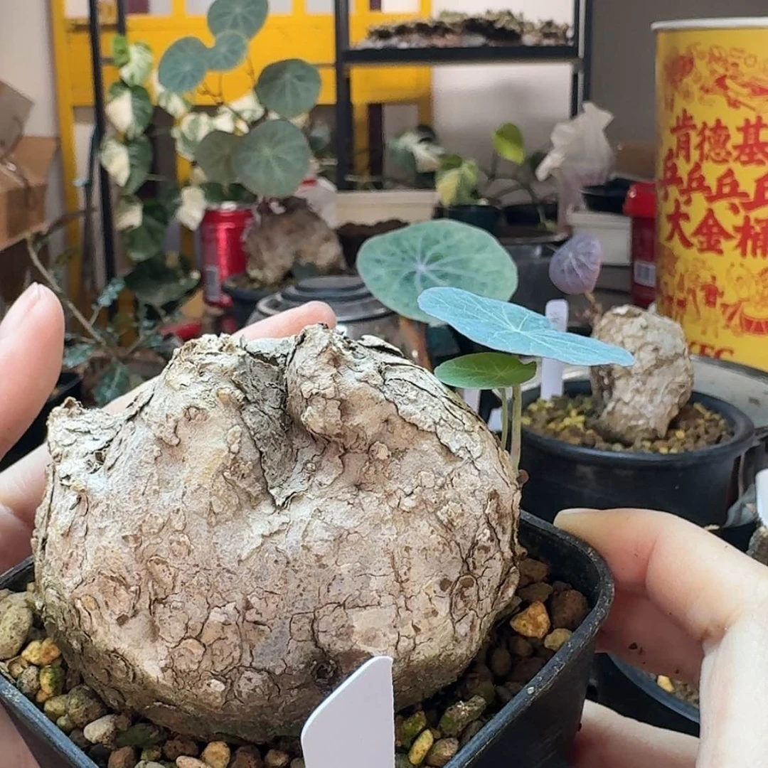 【闪购商品】26养定一叶龟