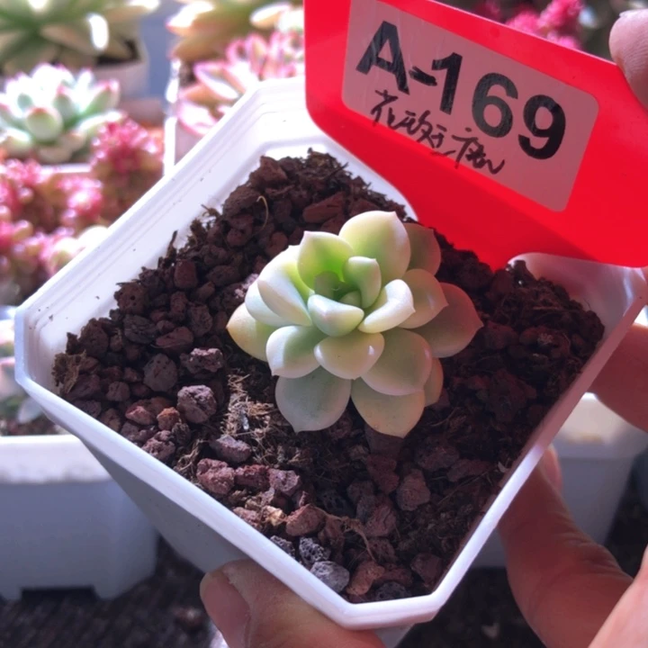 花斑鹿覆轮锦有根