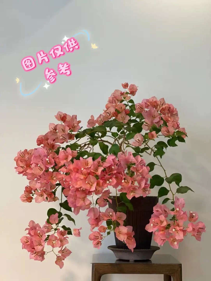 （暗斑日落）三角梅勤花品种