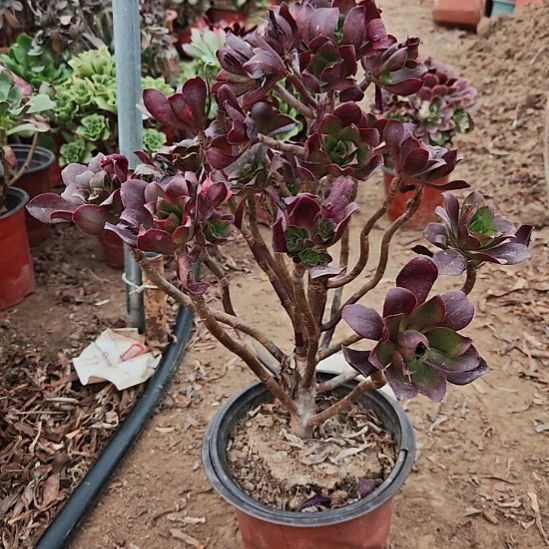 忆江南加急发货19