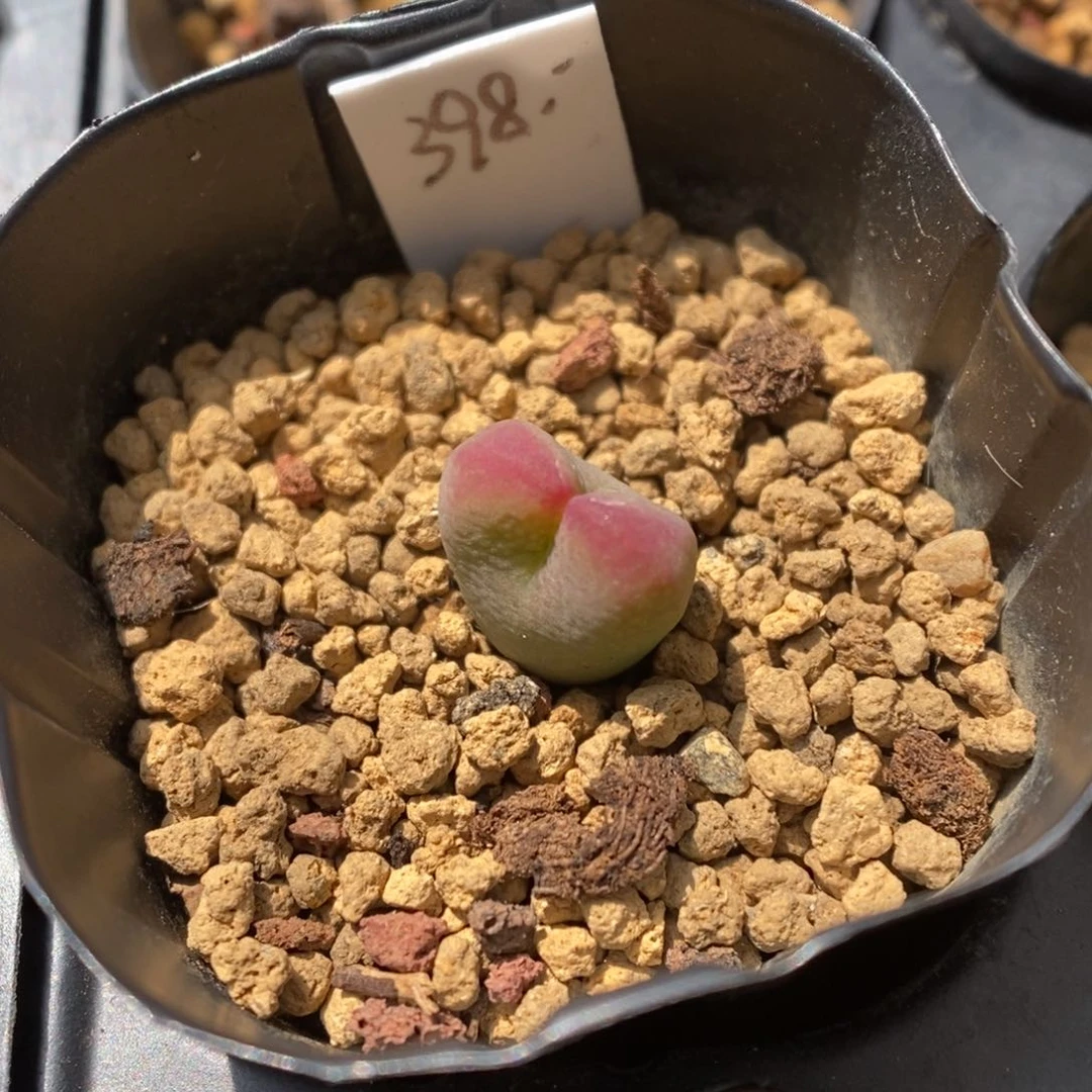 多肉植物肉锥杂交K-2410