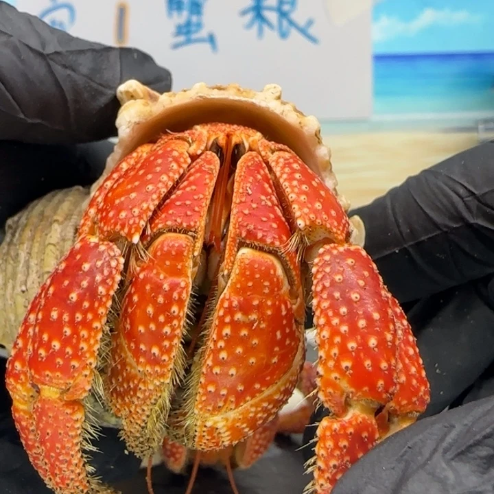 A2-3.9肥蟹毛球毛球