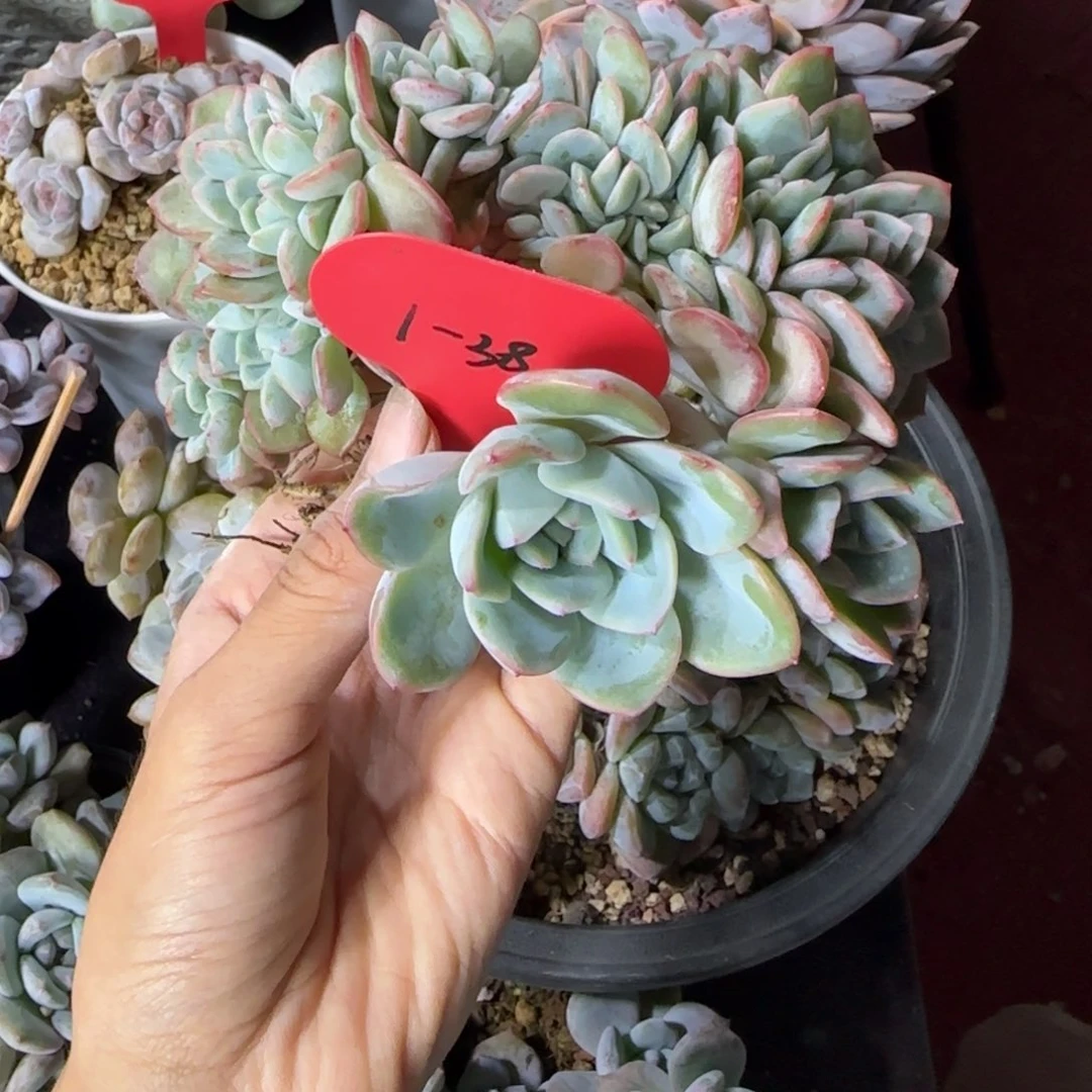 泡芙缀化一物一拍有瑕疵1-38