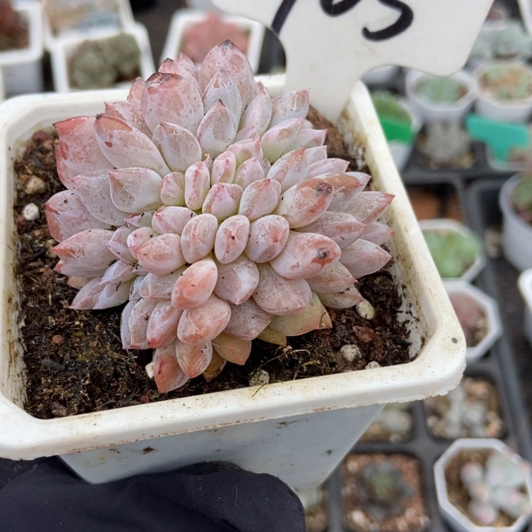 905橙子缀多肉植物