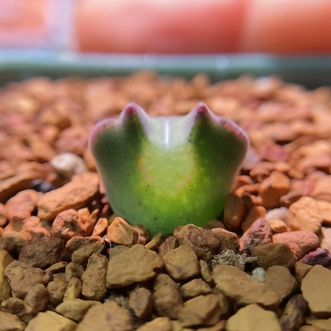 793大眼睛空蝉一颗三年包邮