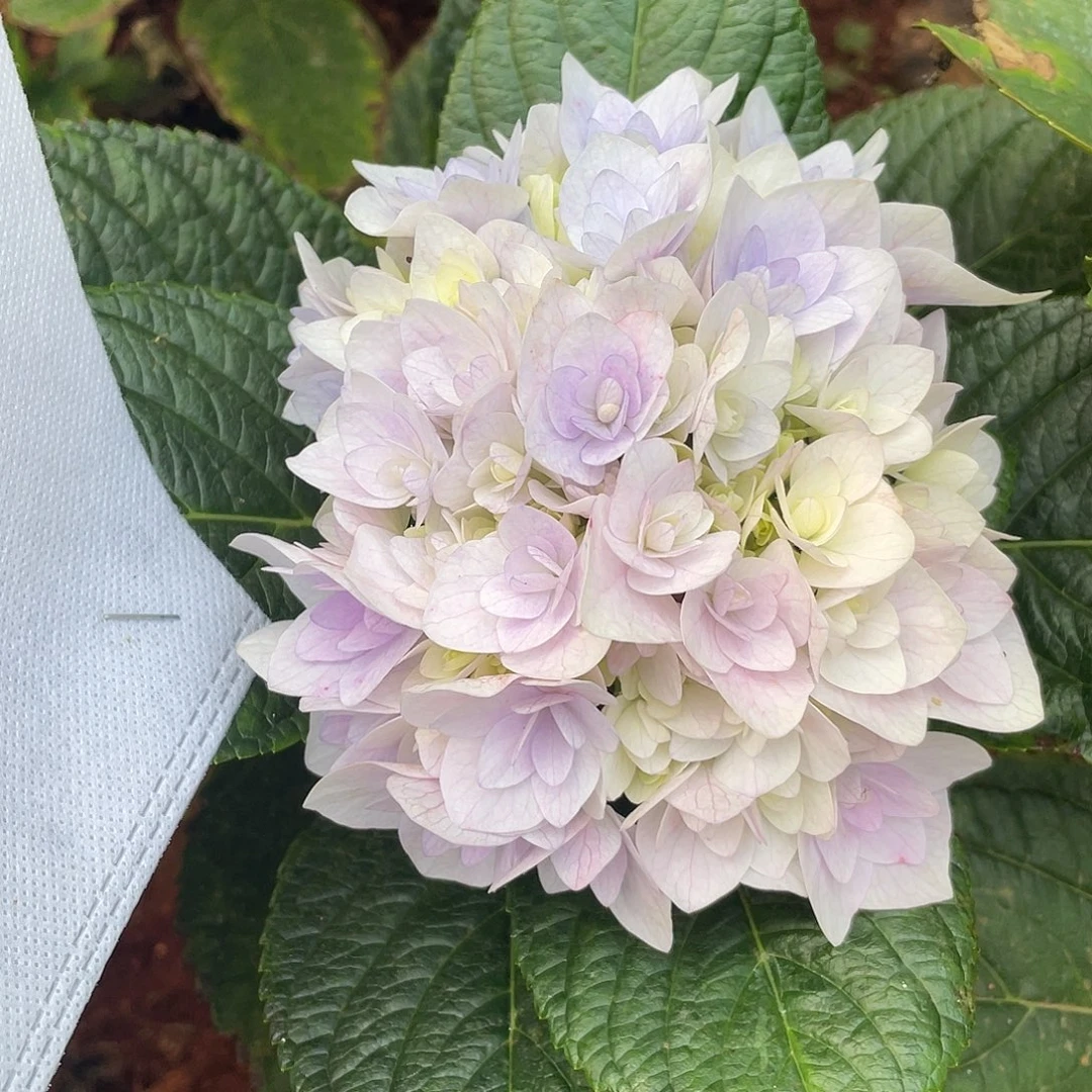 绣球切花一物一拍3枝起包邮，2