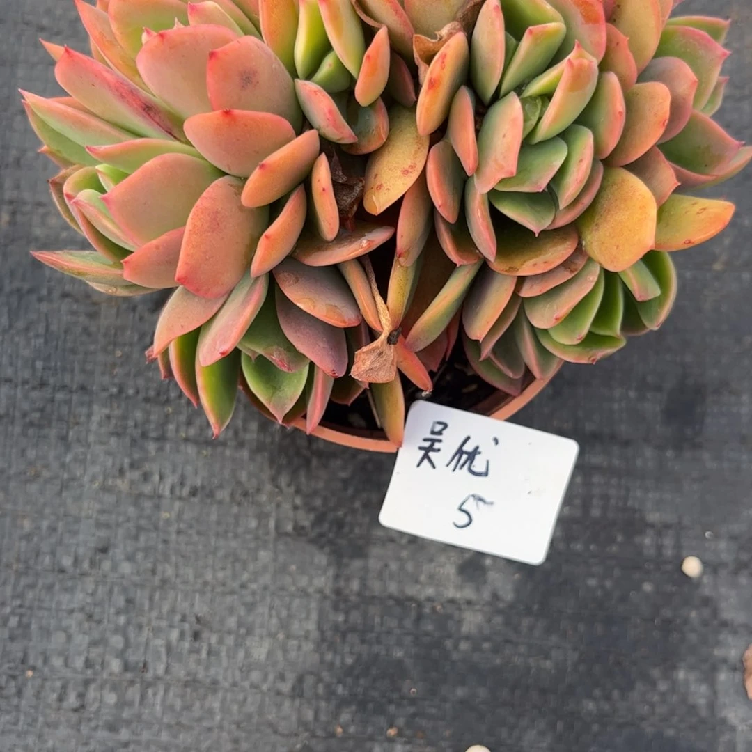 吴**-绮罗缀多肉植物