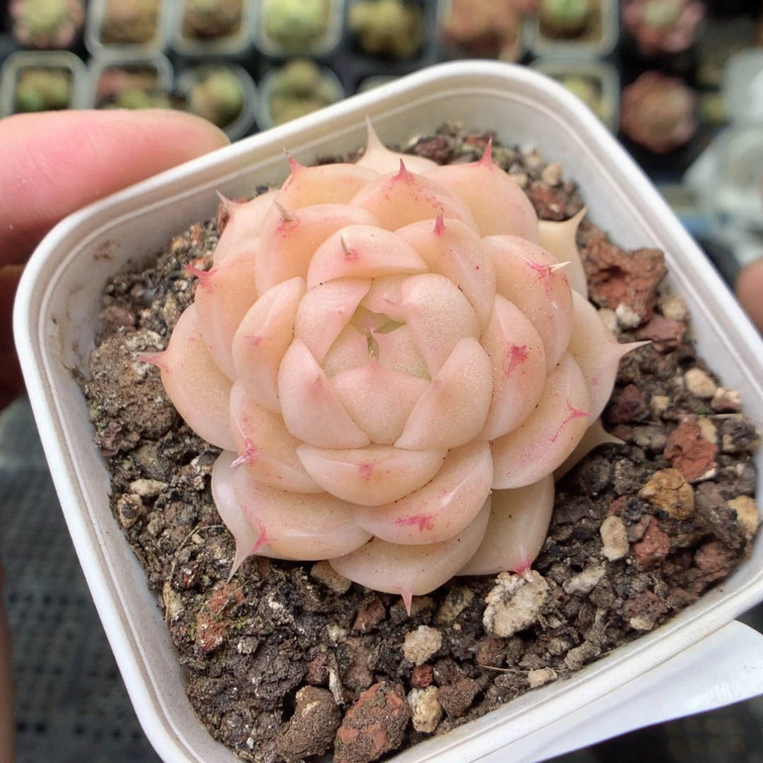 S35y y y y y y y y t