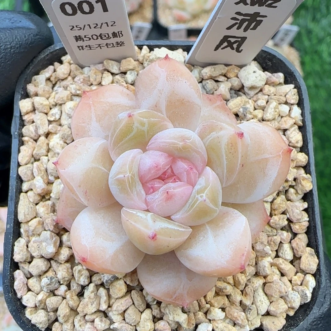 001   沛风   5厘米盆