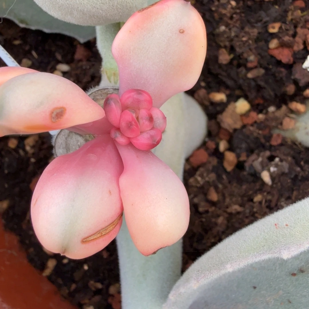 粉葡萄锦，多肉锦多肉