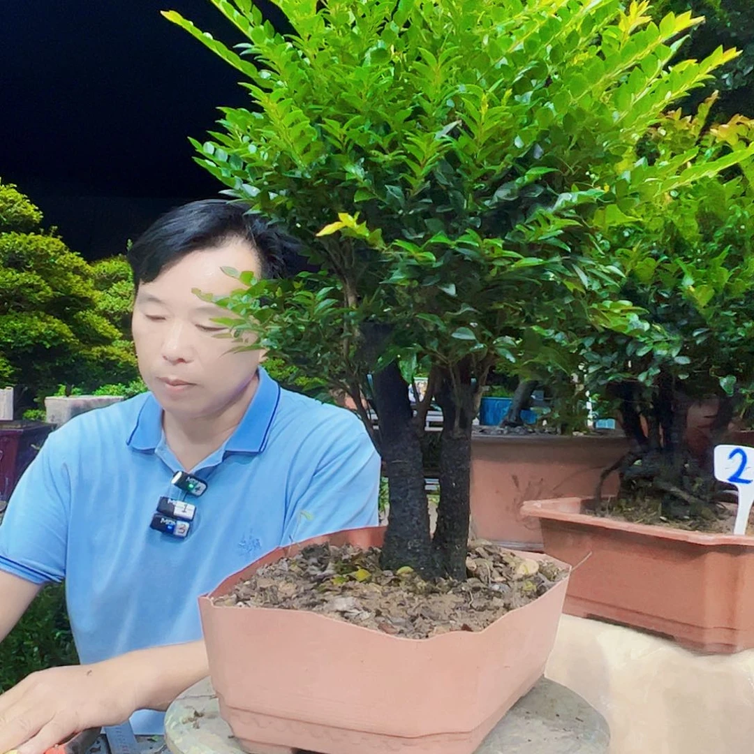 无花朵桃*12345678