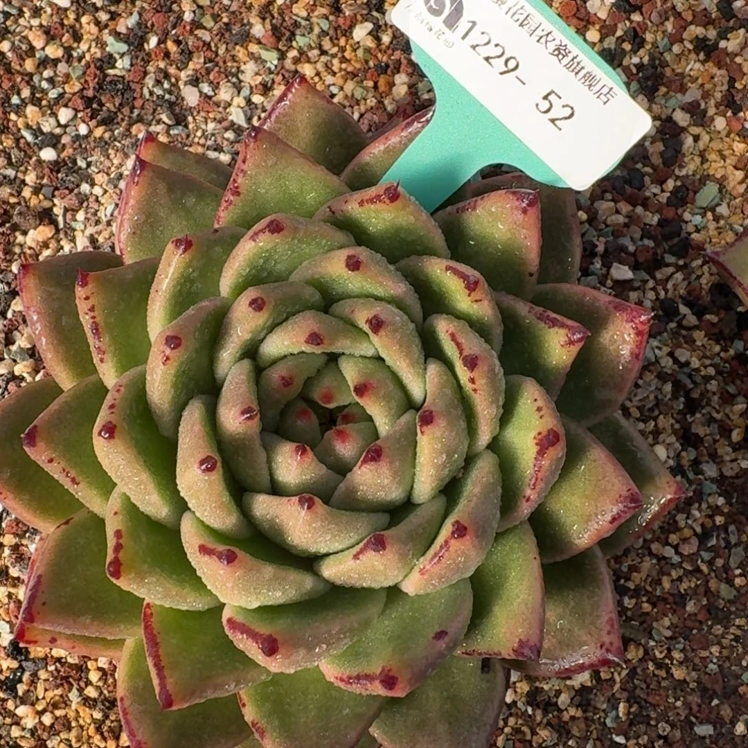 从前慢花园多肉编号1229-52