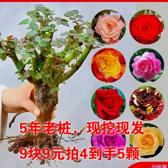 【云南四季开】花切花玫瑰老桩四季玫瑰花茶室盆景可种耐寒耐冻1