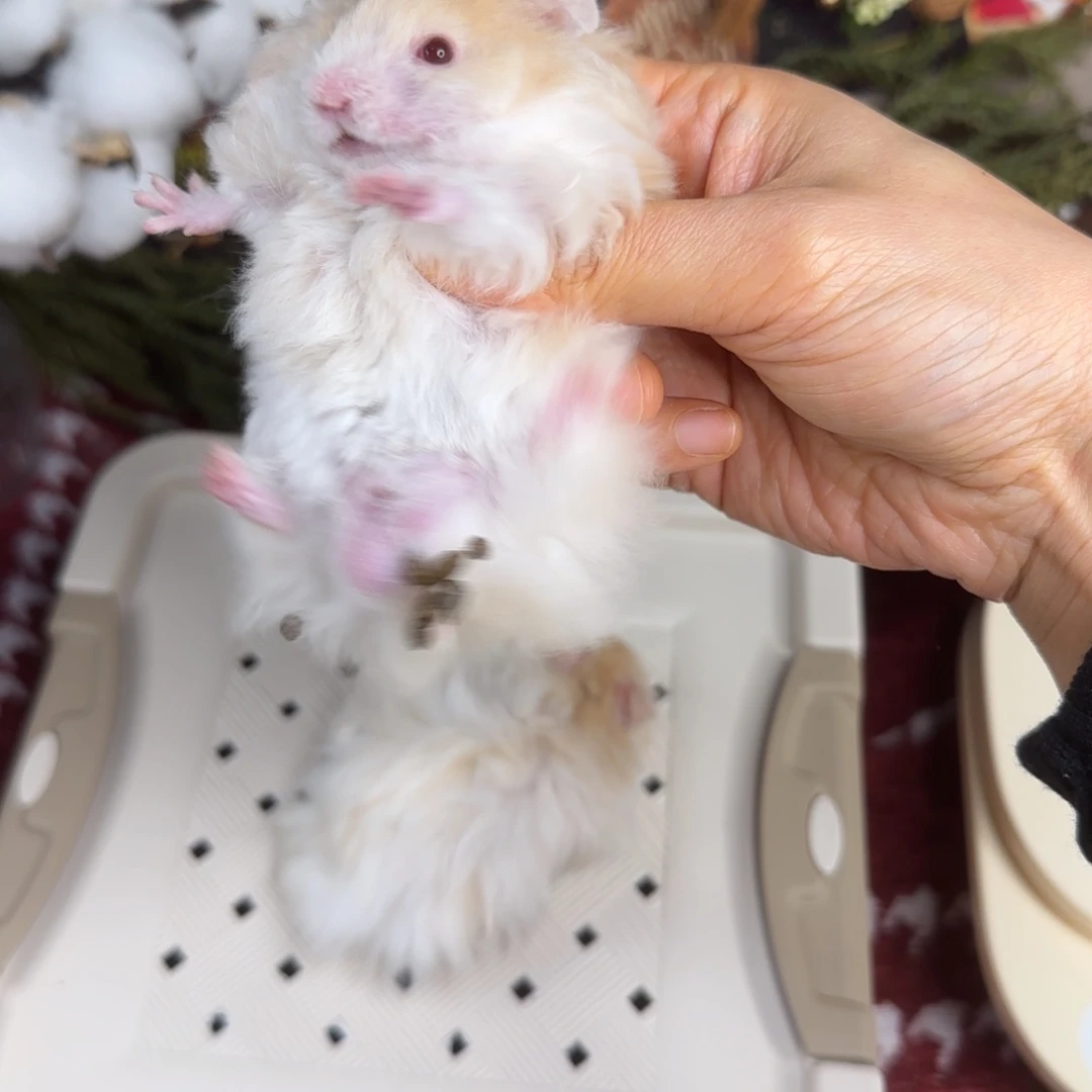 卷毛蜜波弟弟11.08生日ugly