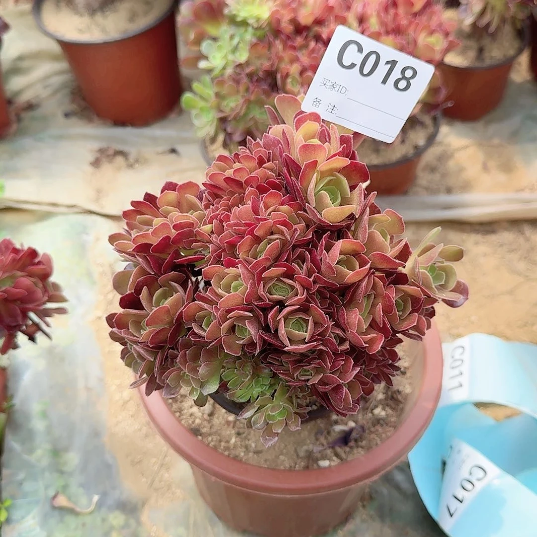 018火玫瑰朵朵一颗满28包邮