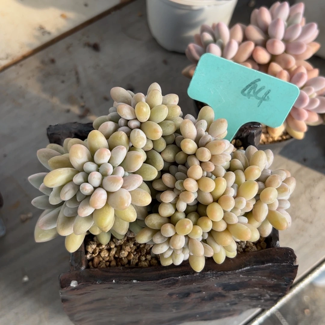 君**鸡多肉植物一物一拍